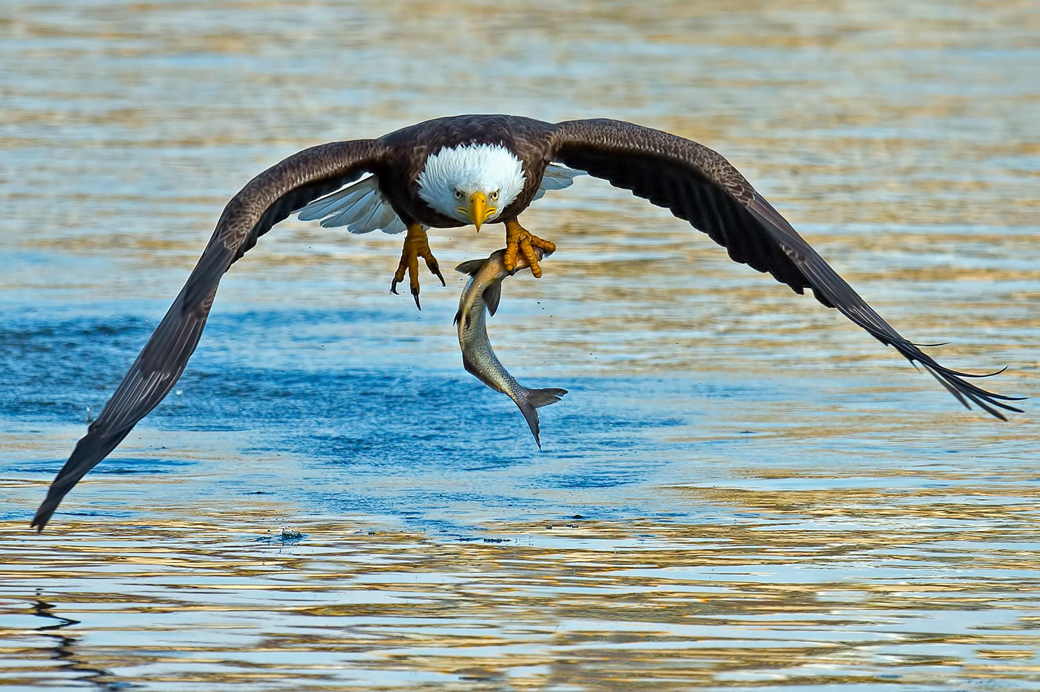 Conowingo Eagle Fishing Reflections Round Beach Towel by Adam Jewell - Adam  Jewell - Artist Website